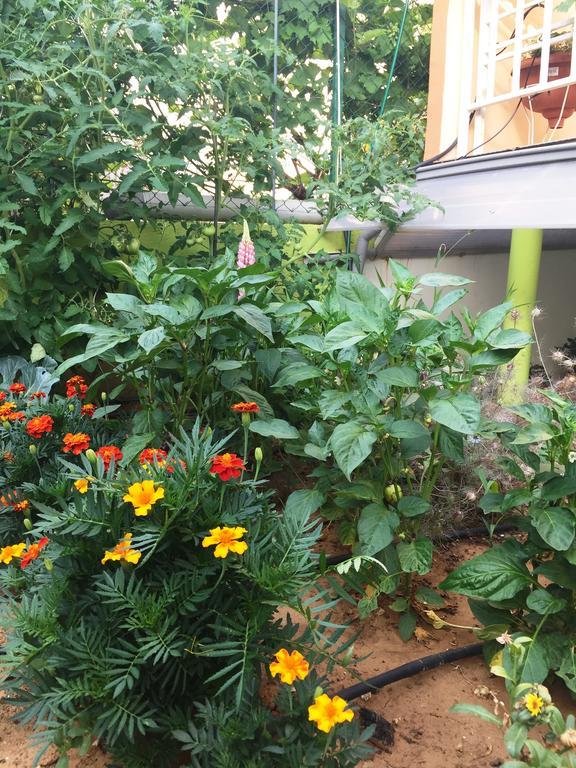 Friendly People'S Guest House زادار المظهر الخارجي الصورة